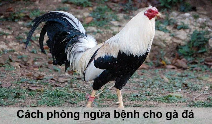 Cách chăm sóc gà đá khi bị bệnh