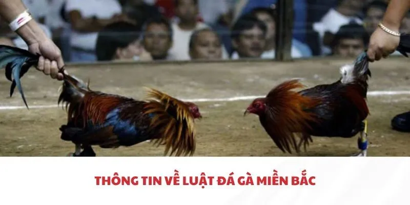 Cách phân thắng thua trong Luật đá gà Miền Bắc