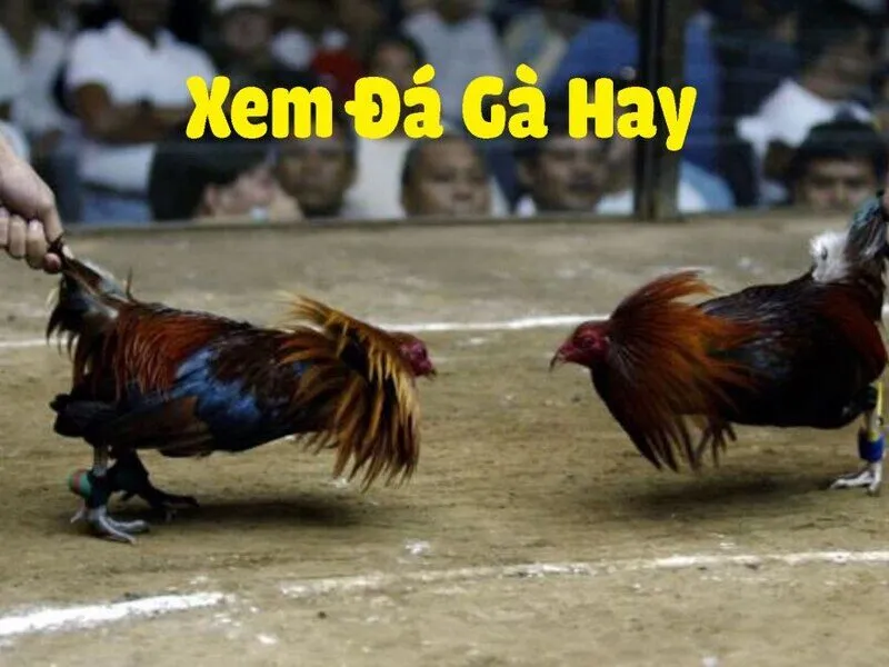 Cách chơi đá gà thomo là gì?