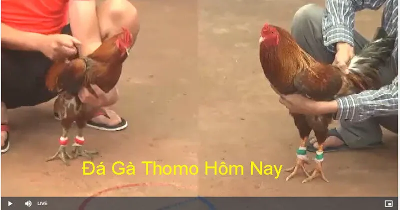 Kỹ thuật Cách chơi đá gà thomo tốt