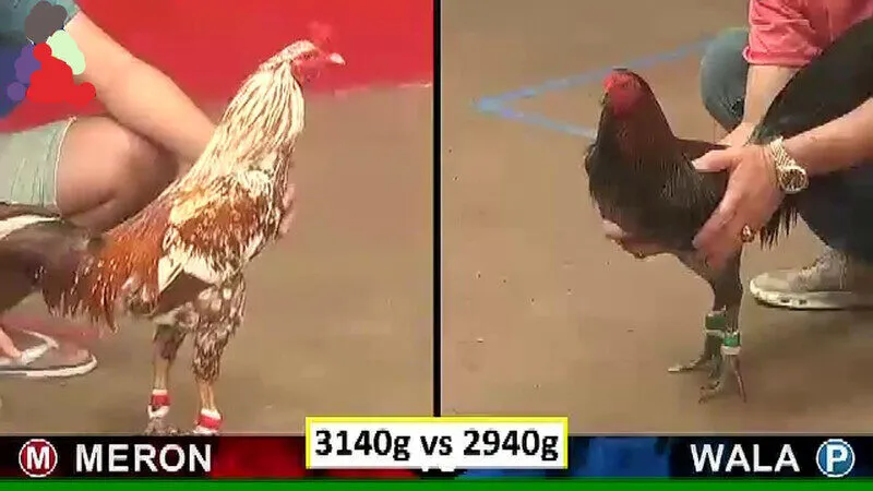Phân chia thắng thua Cách chơi đá gà thomo