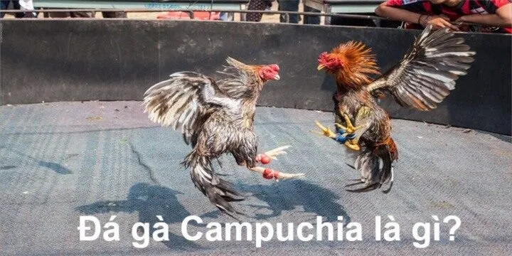 Đá gà Campuchia là hình thức thi đấu như nào?