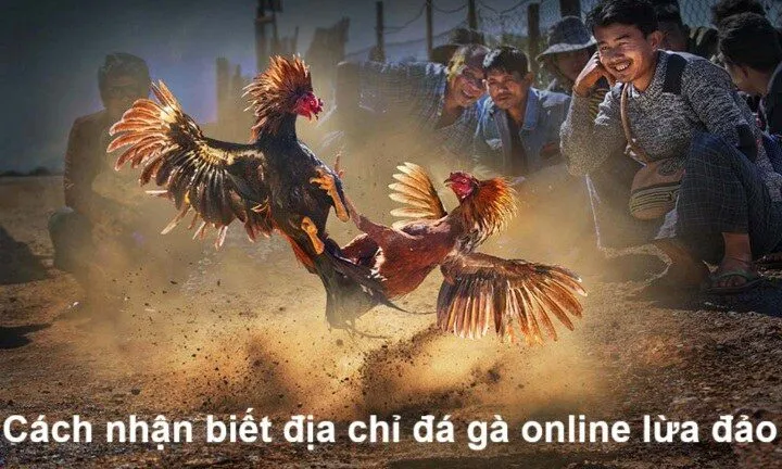 Đá gà online có lừa đảo không? 