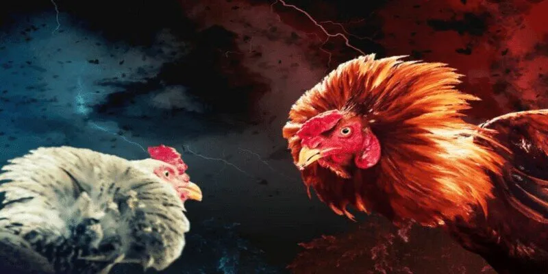 Diễn biến cho tiết về trận đá gà 24 tỷ