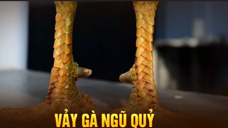 Vảy gà quý là gì?