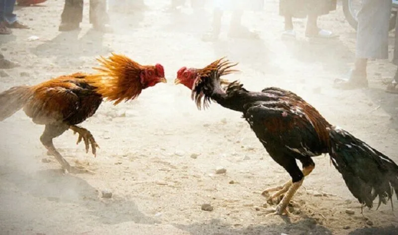 Kinh nghiệm chơi Đá gà tre thomo
