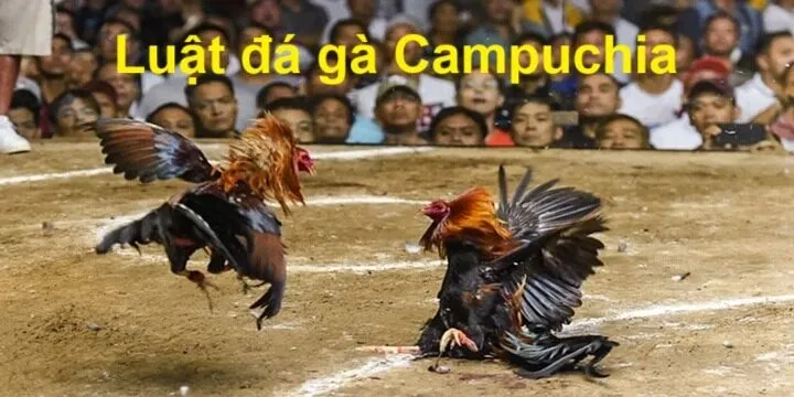 Quy luật tổ chức đá gà Campuchia