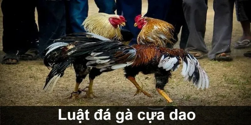 Luật đá gà cựa dao được quy định như nào?