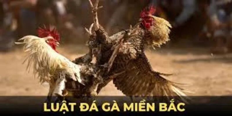 Luật chơi đá gà Miền Bắc là gì?