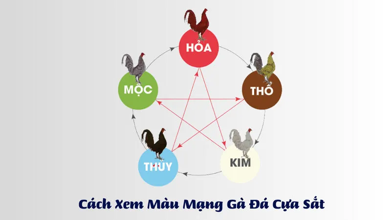 Lưu ý xem Màu mạng gà đá