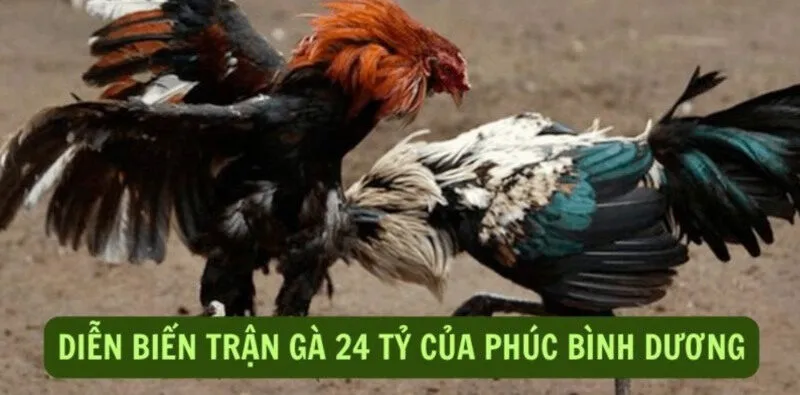 Sơ lược về trận đá gà 24 tỷ