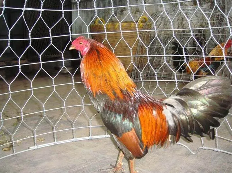 Xác định Chạng gà không theo bố mẹ 